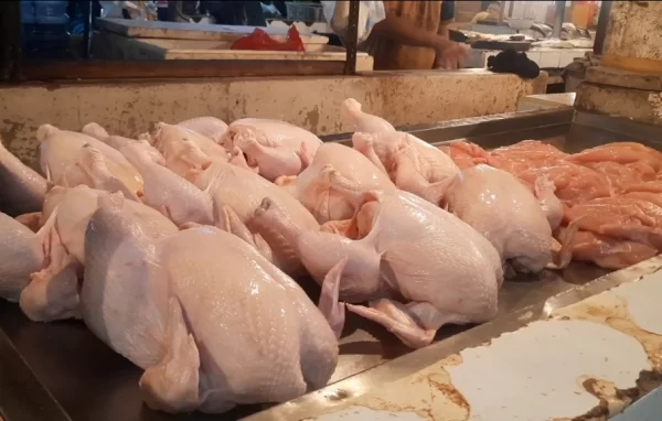 Ayam Broiler