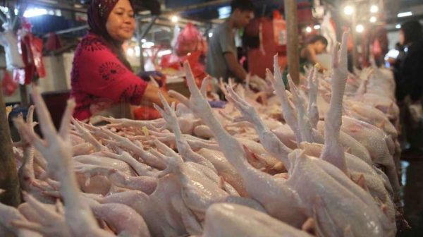 Ayam Broiler - Gambar 2