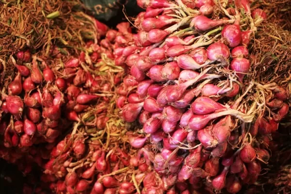 Bawang Merah Besar - Gambar 2