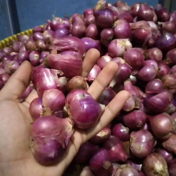 Bawang Merah Besar - Gambar 3