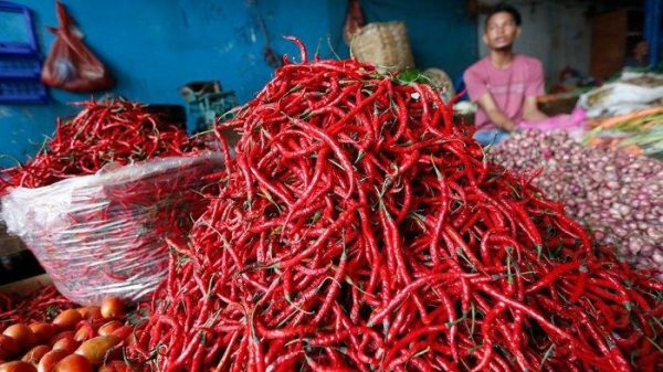 Cabe Merah Keriting - Gambar 3