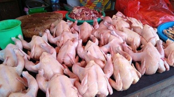 Ayam Broiler - Gambar 3