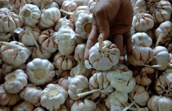 Bawang Putih Premium